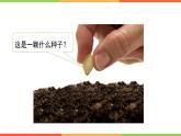 4.4.1遗传的物质基础课件 --2024年初中秋季济南版生物八年级上册
