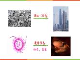 4.4.1遗传的物质基础课件 --2024年初中秋季济南版生物八年级上册