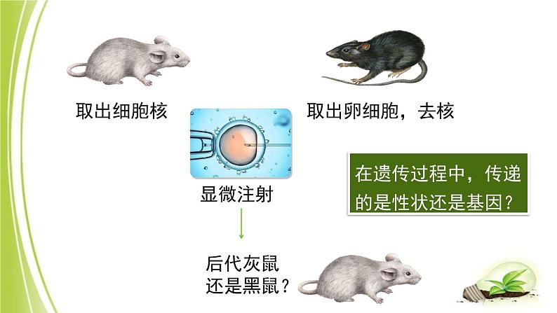 4.4.2 性状的遗传 课件 -2024年初中秋季济南版生物八年级上册第8页