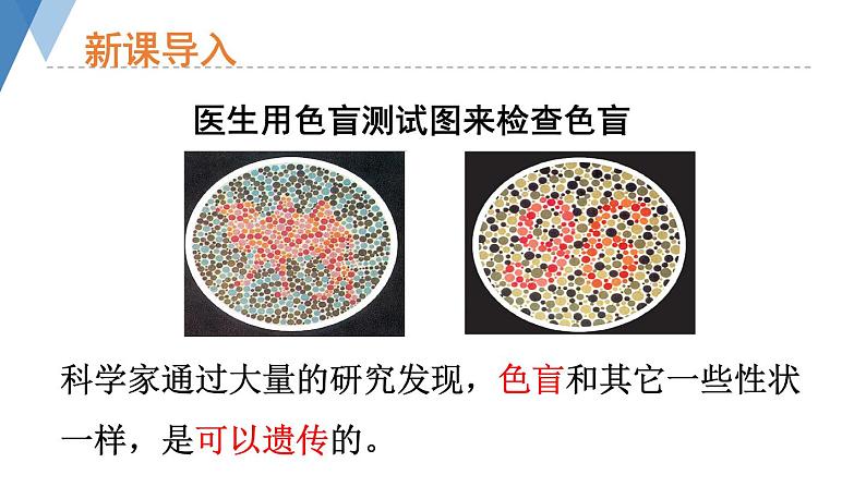 4.4.5 人类优生与基因组计划 课件 --2024年初中秋季济南版生物八年级上册04