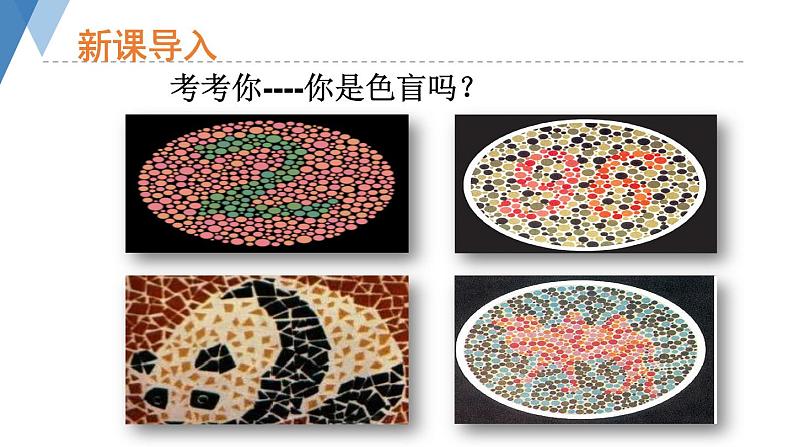 4.4.5 人类优生与基因组计划 课件 --2024年初中秋季济南版生物八年级上册05