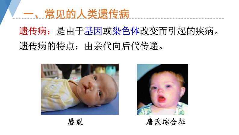 4.4.5 人类优生与基因组计划 课件 --2024年初中秋季济南版生物八年级上册06