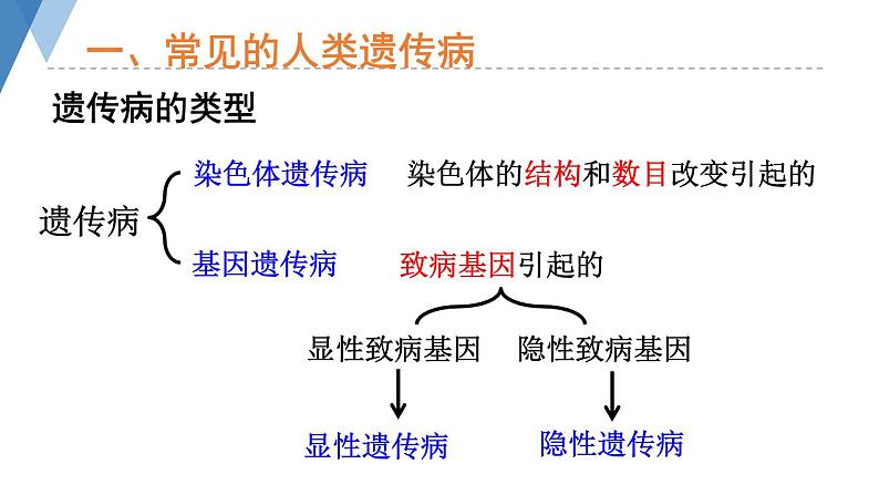 4.4.5 人类优生与基因组计划 课件 --2024年初中秋季济南版生物八年级上册07