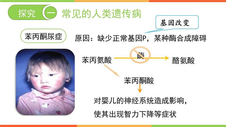 4.4.5人类优生与基因组计划课件2024年初中秋季济南版生物八年级上册07