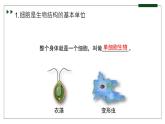 济南版 初中生物七年级上册1.2.1细胞是生物体结构和功能的基本单位课件+视频
