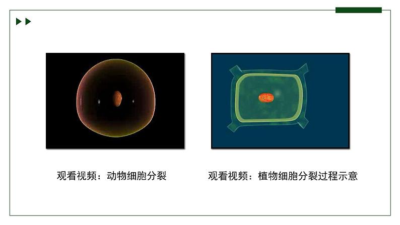 济南版 初中生物七年级上册1.2.2细胞通过分裂和分化形成不同组织课件+视频06