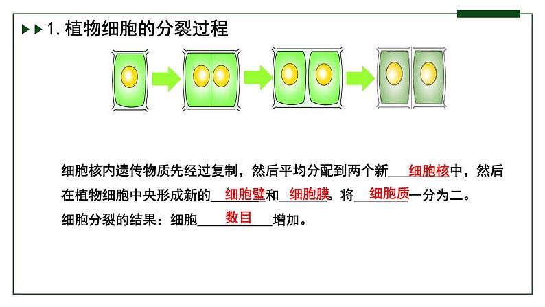 济南版 初中生物七年级上册1.2.2细胞通过分裂和分化形成不同组织课件+视频07