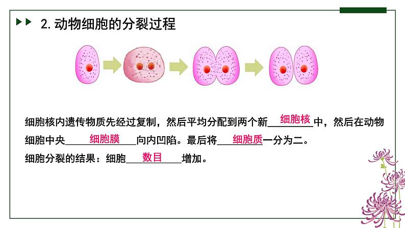 济南版 初中生物七年级上册1.2.2细胞通过分裂和分化形成不同组织课件+视频08