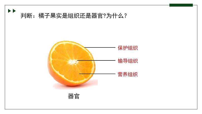 济南版 初中生物七年级上册1.2.3生物体在结构和功能上是一个统一整体课件+视频08