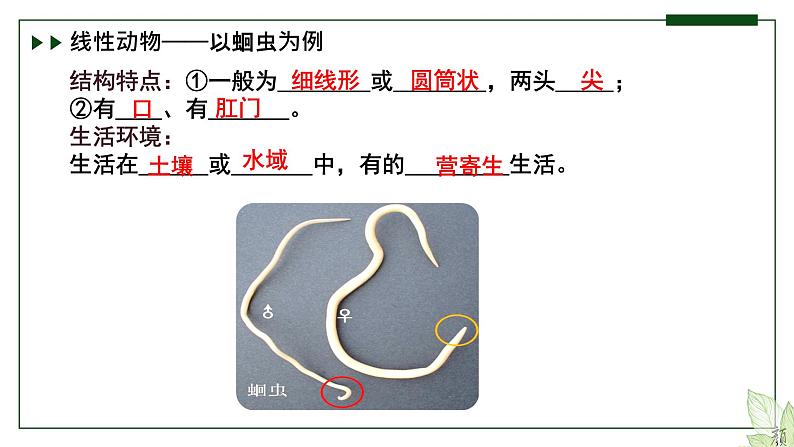 济南版 初中生物七年级上册2.2.1无脊椎动物体内没有脊柱课件+视频07