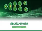 2.3.1细胞通过分裂而增殖（课件+教案）北师大版 七上