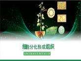 2.3.2细胞分化形成组织（课件+教案）北师大版 七上