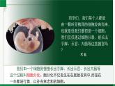 2.3.2细胞分化形成组织（课件+教案）北师大版 七上