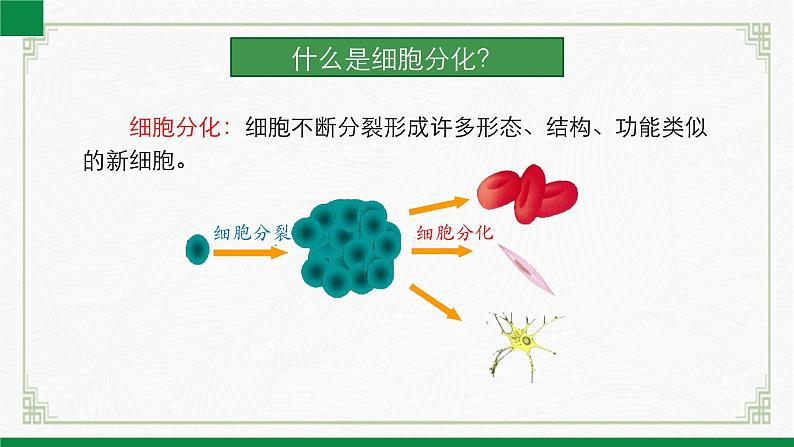 2.3.2细胞分化形成组织（课件+教案）北师大版 七上06