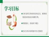 2.3.3生物体的器官、系统（课件+教案）北师大版 七上