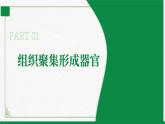 2.3.3生物体的器官、系统（课件+教案）北师大版 七上