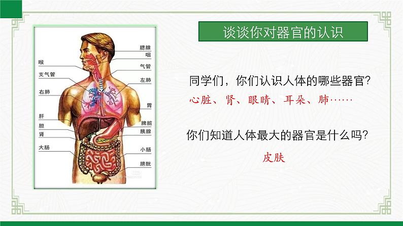 2.3.3生物体的器官、系统（课件+教案）北师大版 七上06