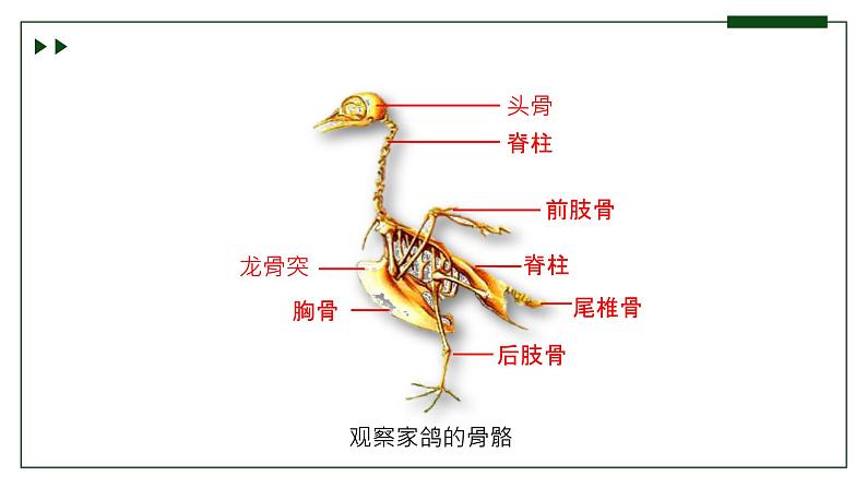 济南版 初中生物七年级上册2.2.2脊椎动物身体背部有脊柱（第2课时）课件+视频06