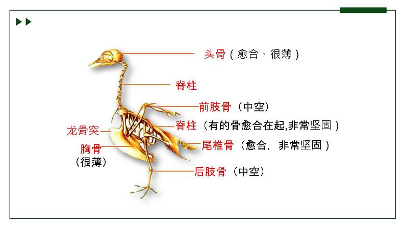 济南版 初中生物七年级上册2.2.2脊椎动物身体背部有脊柱（第2课时）课件+视频07