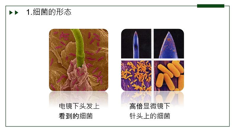 济南版 初中生物七年级上册2.3.2细菌是原核生物课件+视频05