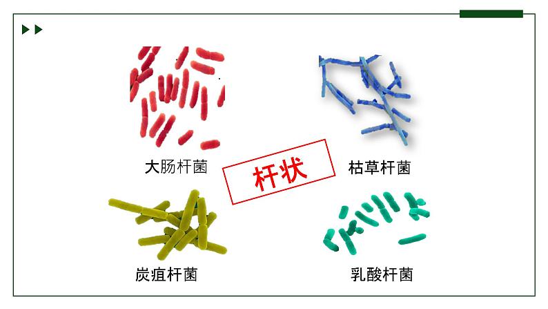 济南版 初中生物七年级上册2.3.2细菌是原核生物课件+视频06