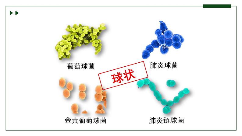 济南版 初中生物七年级上册2.3.2细菌是原核生物课件+视频07