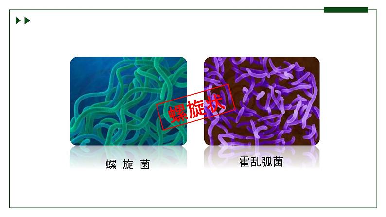 济南版 初中生物七年级上册2.3.2细菌是原核生物课件+视频08