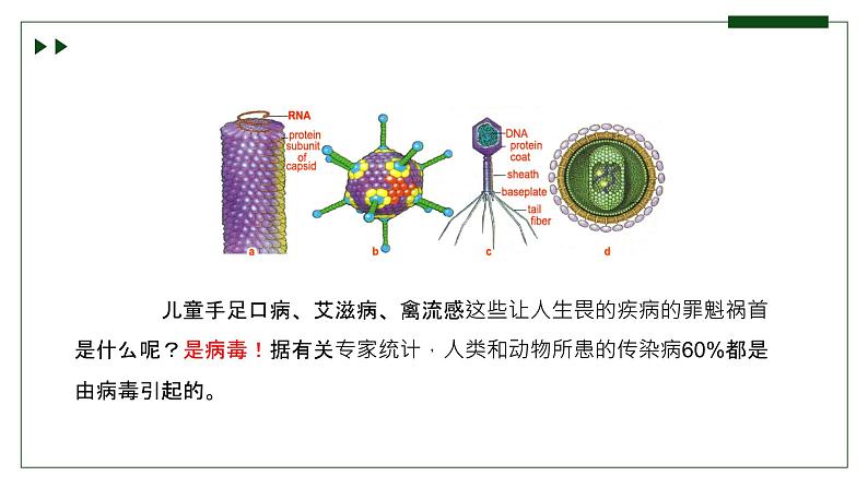 济南版 初中生物七年级上册2.3.1病毒是没有细胞结构的生物课件+视频01