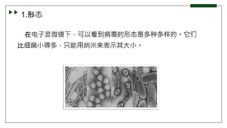 济南版 初中生物七年级上册2.3.1病毒是没有细胞结构的生物课件+视频05