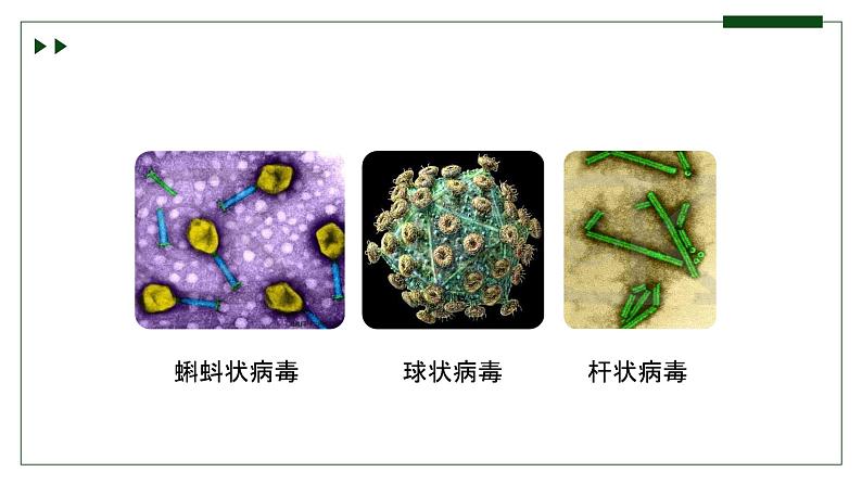 济南版 初中生物七年级上册2.3.1病毒是没有细胞结构的生物课件+视频06