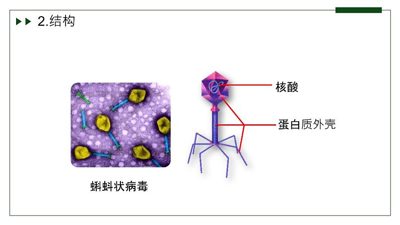 济南版 初中生物七年级上册2.3.1病毒是没有细胞结构的生物课件+视频07