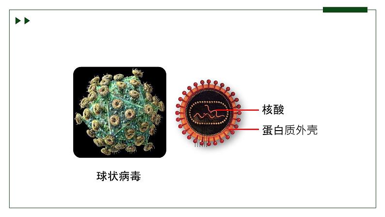 济南版 初中生物七年级上册2.3.1病毒是没有细胞结构的生物课件+视频08