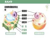 【人教版】七上生物  1.2.4 细胞的生活（课件+练习）