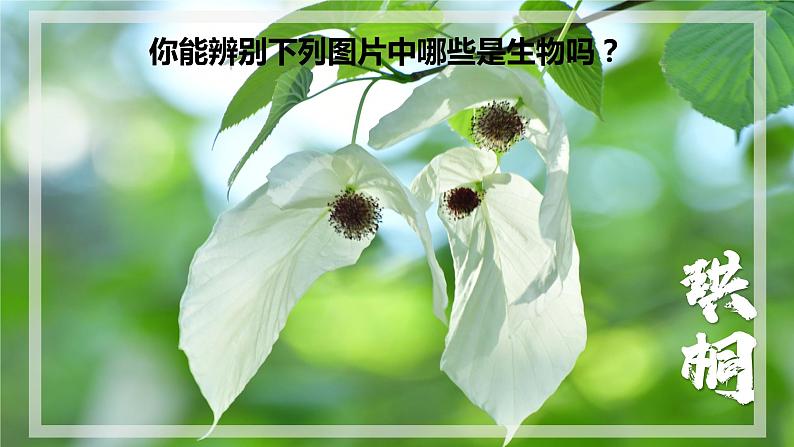 【人教版】七上生物  1.1.2 生物的特征（课件+练习）04