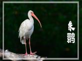 【人教版】七上生物  1.1.2 生物的特征（课件+练习）