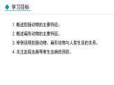 5.1.1  腔肠动物和扁形动物（课件）-2024--2025学年人教版生物八年级上册
