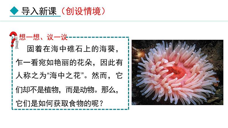 5.1.1  腔肠动物和扁形动物（课件）-2024--2025学年人教版生物八年级上册第3页