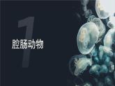 5.1.1  腔肠动物和扁形动物（课件）-2024--2025学年人教版生物八年级上册