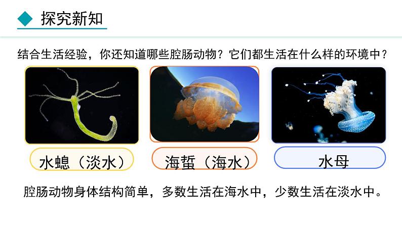 5.1.1  腔肠动物和扁形动物（课件）-2024--2025学年人教版生物八年级上册第5页