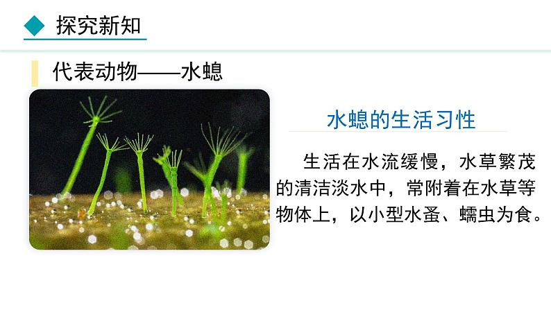 5.1.1  腔肠动物和扁形动物（课件）-2024--2025学年人教版生物八年级上册第6页