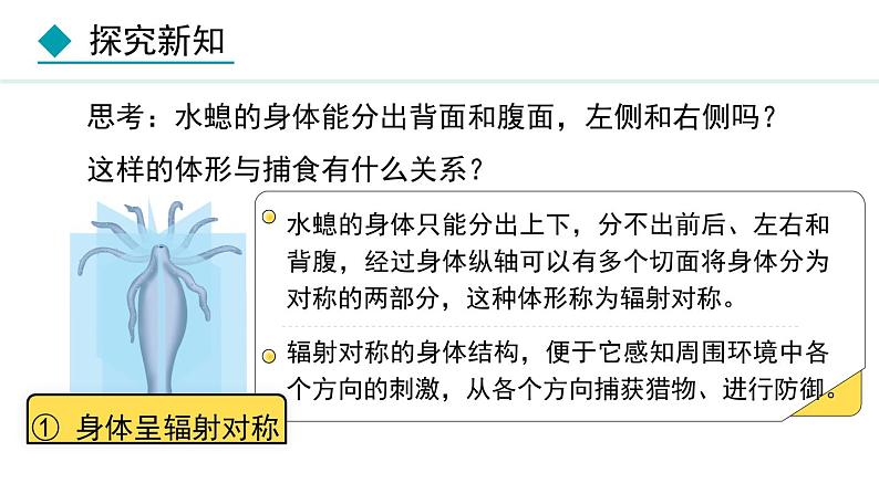 5.1.1  腔肠动物和扁形动物（课件）-2024--2025学年人教版生物八年级上册第8页