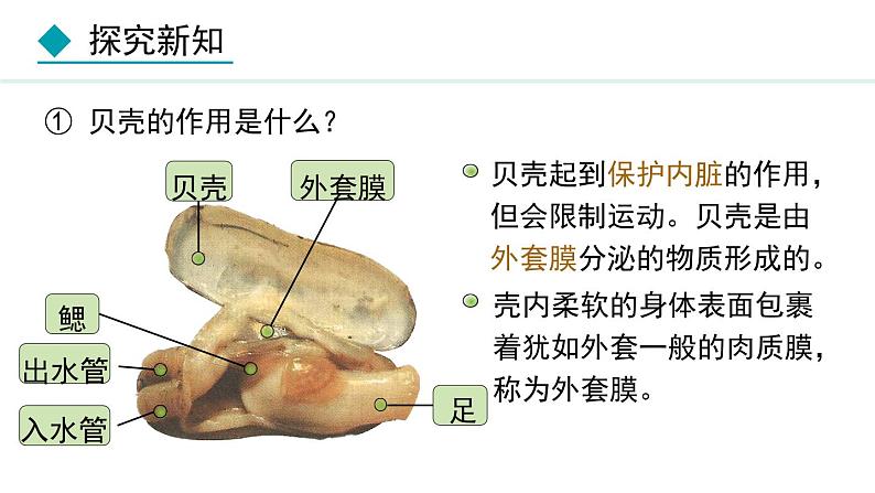 5.1.3  软体动物和节肢动物（课件）-2024--2025学年人教版生物八年级上册06