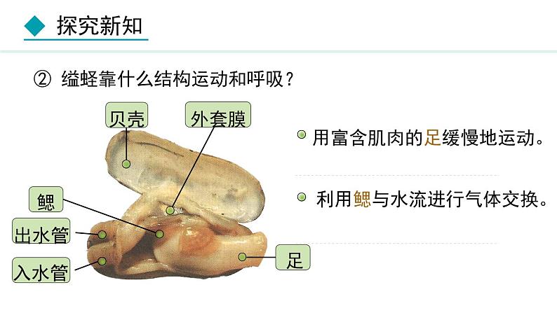 5.1.3  软体动物和节肢动物（课件）-2024--2025学年人教版生物八年级上册07