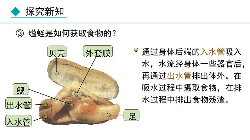 5.1.3  软体动物和节肢动物（课件）-2024--2025学年人教版生物八年级上册08