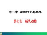 5.1.7  哺乳动物（课件）-2024--2025学年人教版生物八年级上册