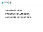 5.1.7  哺乳动物（课件）-2024--2025学年人教版生物八年级上册