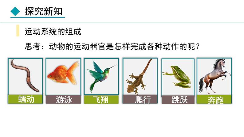 5.2.1  动物的运动（课件）-2024--2025学年人教版生物八年级上册第5页