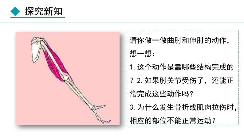 5.2.1  动物的运动（课件）-2024--2025学年人教版生物八年级上册第6页