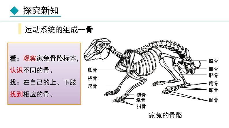 5.2.1  动物的运动（课件）-2024--2025学年人教版生物八年级上册第8页