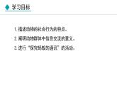 5.2.3  社会行为（课件）-2024--2025学年人教版生物八年级上册